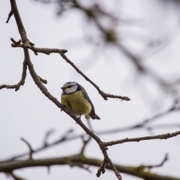 Reinheimer_Teich_20210322_0004