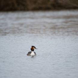 Reinheimer_Teich_20210322_0007