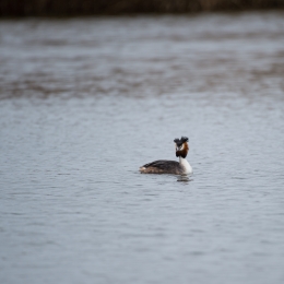 Reinheimer_Teich_20210322_0006