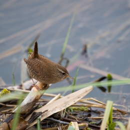 Reinheimer_Teich_20210322_0005