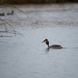 Reinheimer_Teich_20210322_0008