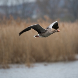 Reinheimer_Teich_20210322_0002