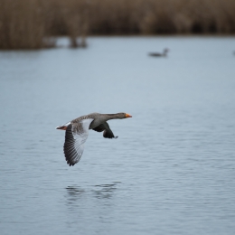 Reinheimer_Teich_20210322_0001