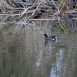 Reinheimer_Teich_20210322_0014