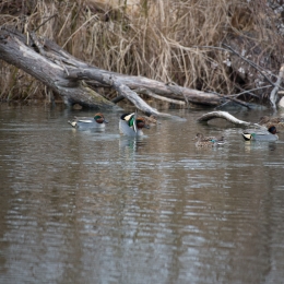 Reinheimer_Teich_20210322_0010