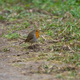 Reinheimer_Teich_20210322_0012