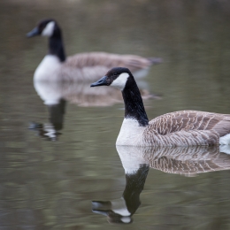 Reinheimer_Teich_20210322_0011