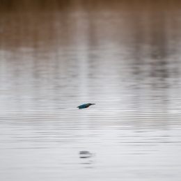 Reinheimer Teich März 2021