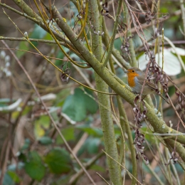 Reinheimer_Teich_20210322_0013