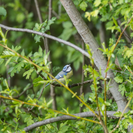Reinheimer Teich Mai 2016