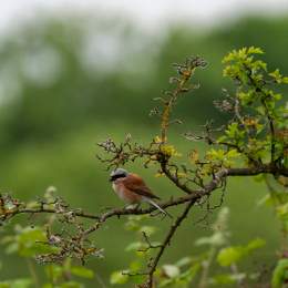 Reinheimer_Teich_005_20250525