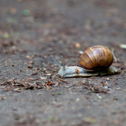 Reinheimer_Teich_011_20250525