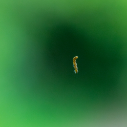 Reinheimer_Teich_010_20250525