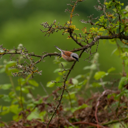 Reinheimer_Teich_007_20250525