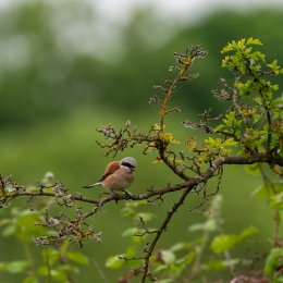 Reinheimer_Teich_006_20250525