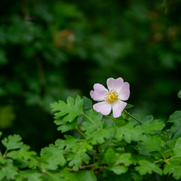 Reinheimer_Teich_009_20250525