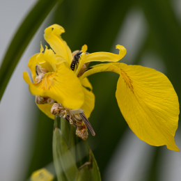 Reinheimer_Teich_002_20250525