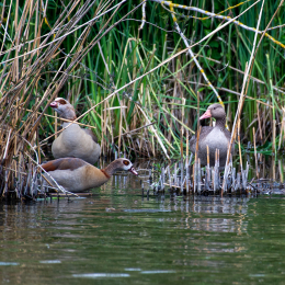 Reinheimer_Teich_004_20250525