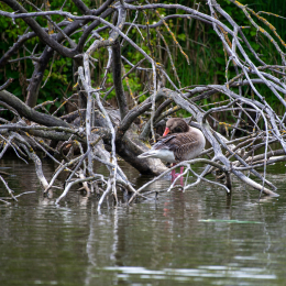 Reinheimer_Teich_003_20250525