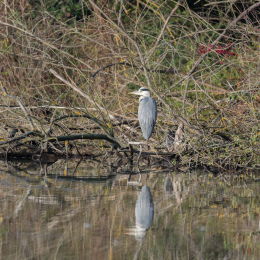 Reinheimer_Teich_20201108_0013