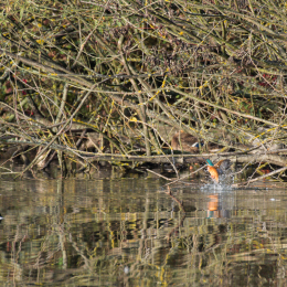 Reinheimer_Teich_20201108_0009