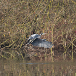 Reinheimer_Teich_20201108_0010