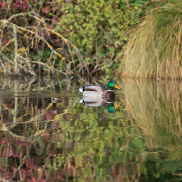 Reinheimer_Teich_20201108_0006