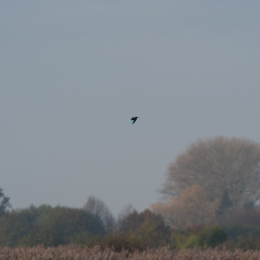 Reinheimer_Teich_20201108_0012