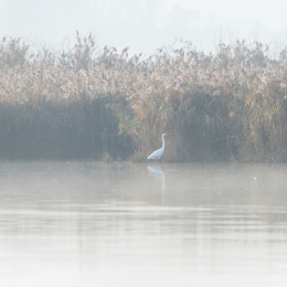 Reinheimer_Teich_20201108_0002