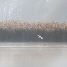Reinheimer_Teich_20201108_0004