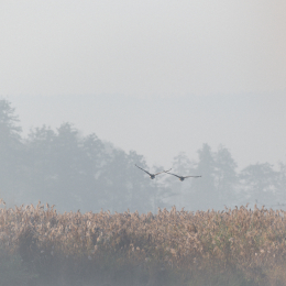 Reinheimer_Teich_20201108_0001