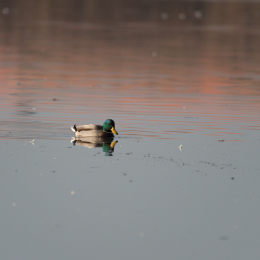 Reinheimer_Teich_20201108_0005