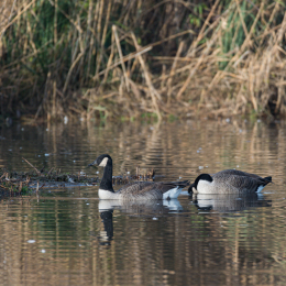 Reinheimer Teich November 2020