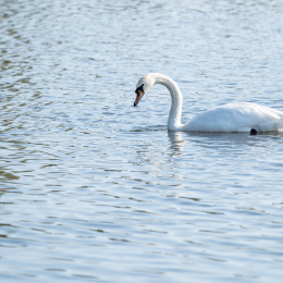Reinheimer_Teich_20191013_0004