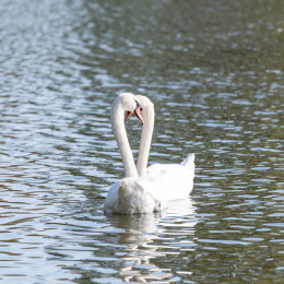 Reinheimer_Teich_20191013_0006