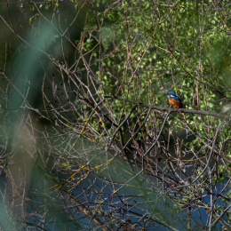 Reinheimer Teich Oktober 2019