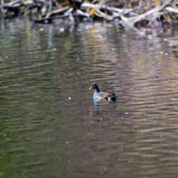 Reinheimer_Teich_20191013_0001