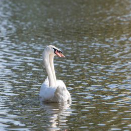 Reinheimer_Teich_20191013_0005