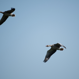 Reinheimer_Teich_20191013_0007