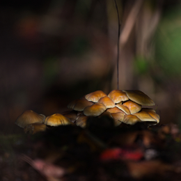 Reinheimer_Teich_20191013_0008