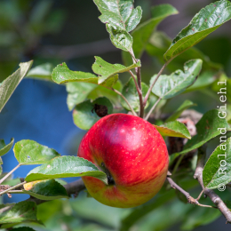 Reinheimer_Teich_20191013_0003