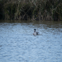 Reinheimer_Teich_20191013_0009
