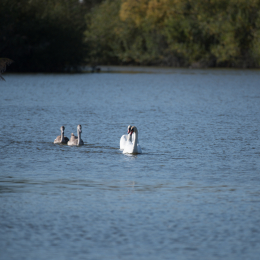 Reinheimer_Teich_20191013_0010