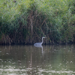 reinheimer-teich_20140906_005