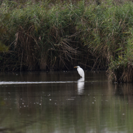 reinheimer-teich_20140913_039