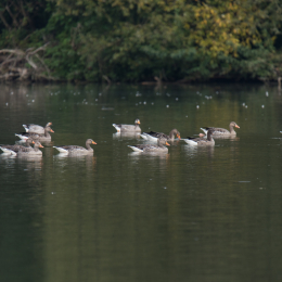 reinheimer-teich_20140913_002