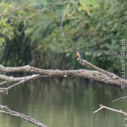 reinheimer-teich_20140913_034