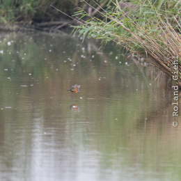 reinheimer-teich_20140913_032