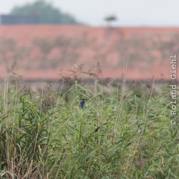 reinheimer-teich_20140913_027