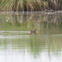 reinheimer-teich_20140913_016